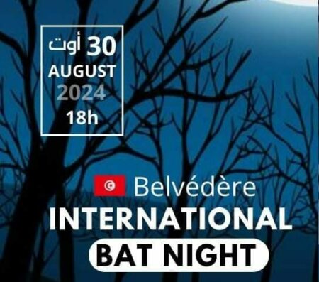 Belvédère International by Night