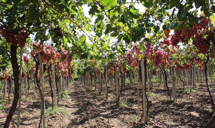 التغير المناخي لم يعد نظرية تُناقش في المؤتمرات، بل أصبح حقيقة نحسّها في أنفاسنا ونراها في تربتنا